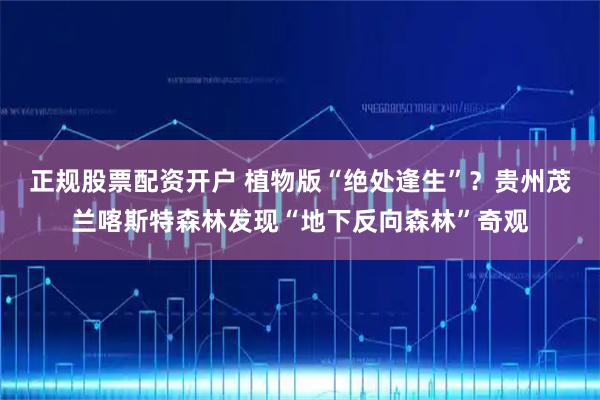 正规股票配资开户 植物版“绝处逢生”？贵州茂兰喀斯特森林发现“地下反向森林”奇观
